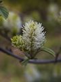 Fothergilla major Fotergilla większa